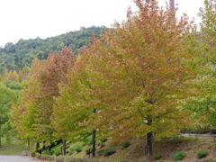 広島広域公園