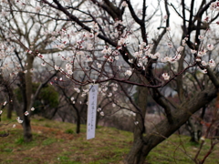 P1050019g