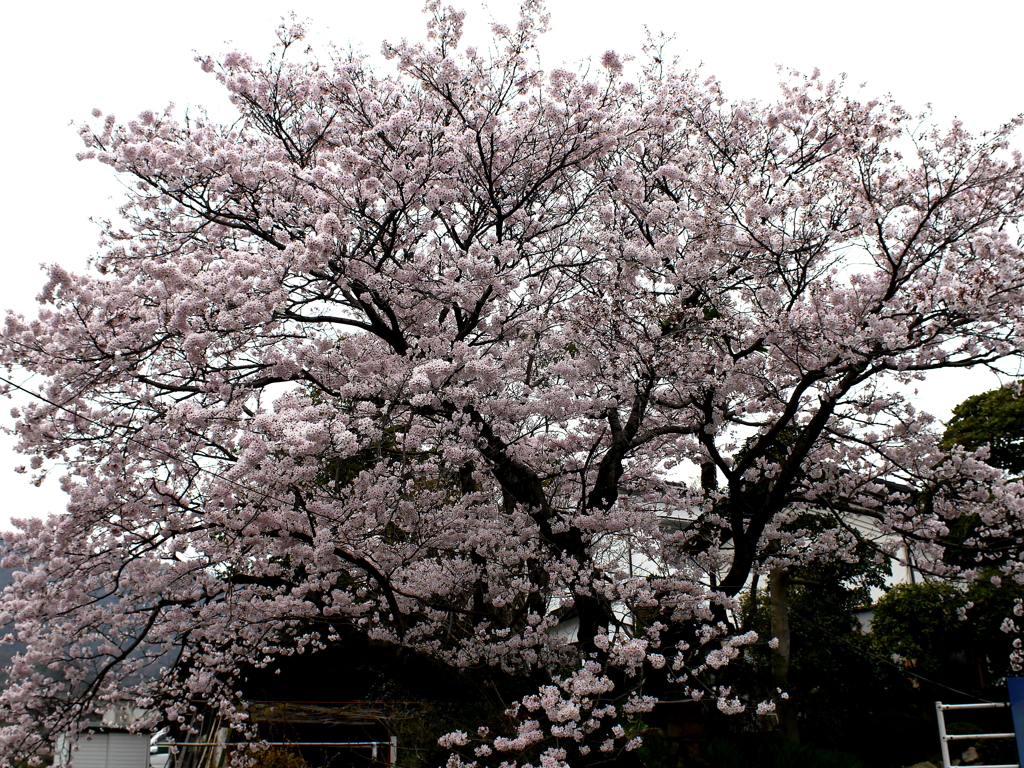 満開の桜
