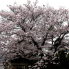 満開の桜