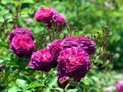 薔薇