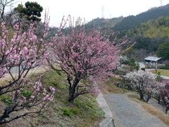 P1040819g