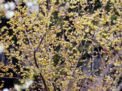 036_P1090712g