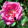 薔薇と蜜蜂