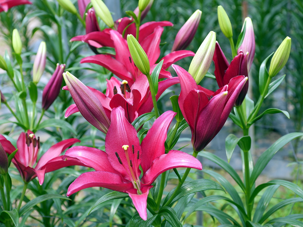 百合