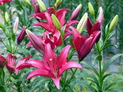 百合