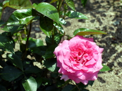 薔薇