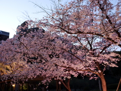 縮景園の桜