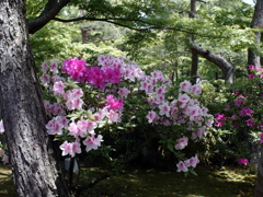 ツツジ