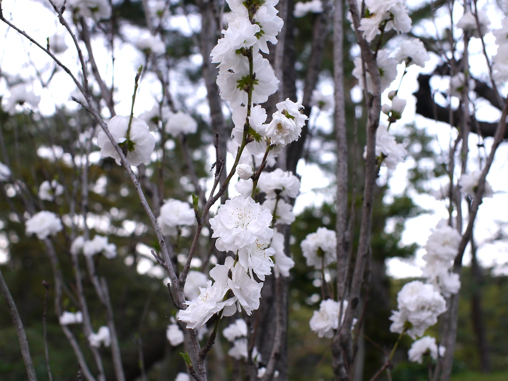 縮景園の桜
