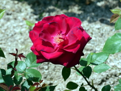 薔薇