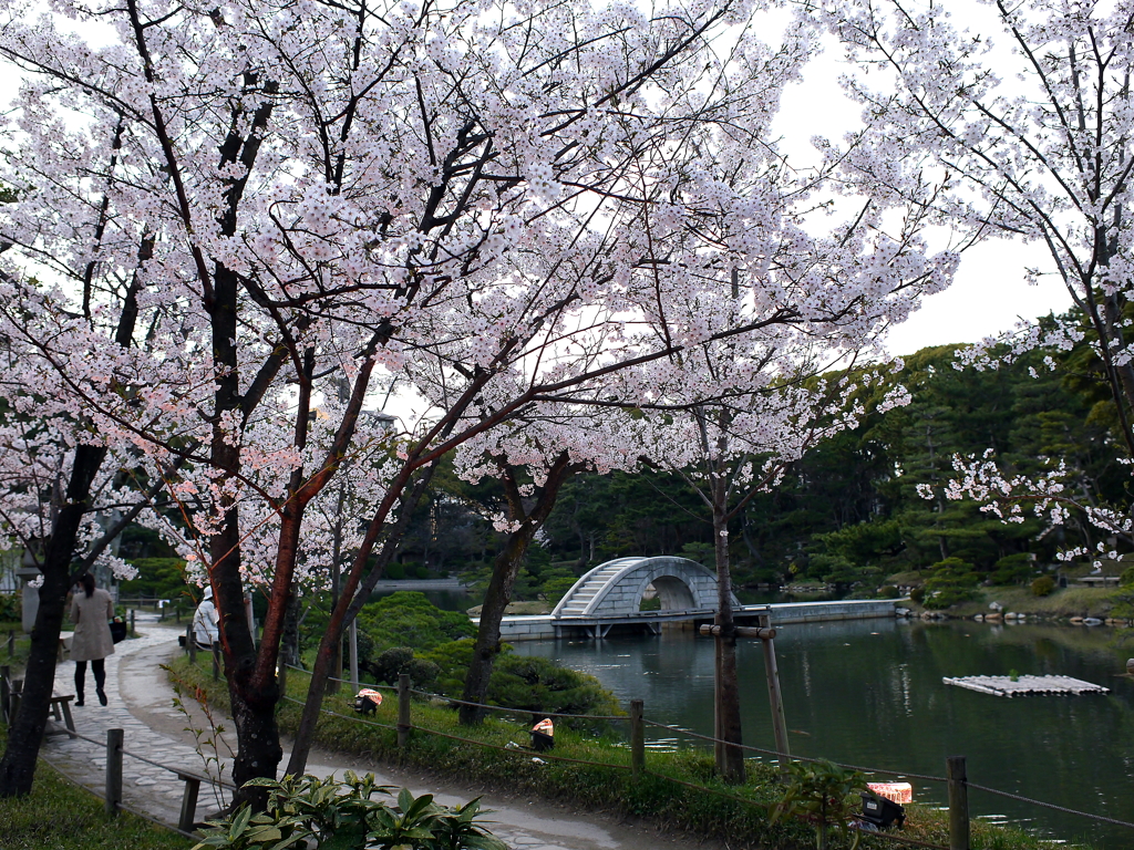 縮景園の桜