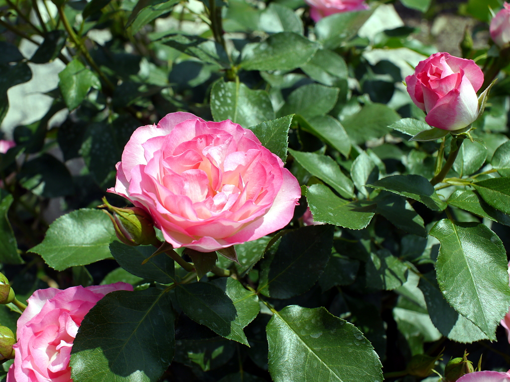 薔薇