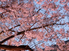 縮景園の桜