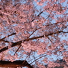 縮景園の桜
