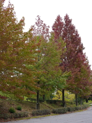 広島広域公園