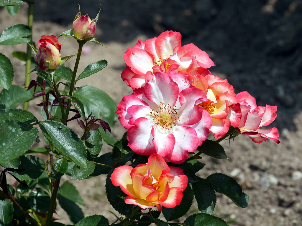 薔薇