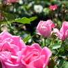 薔薇と蜜蜂