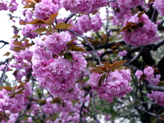 八重桜