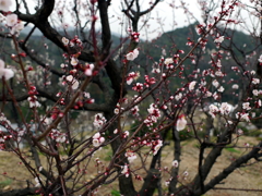 P1060007g