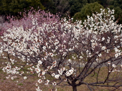 P1040930g