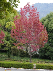 広島広域公園