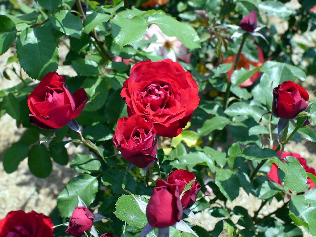 薔薇