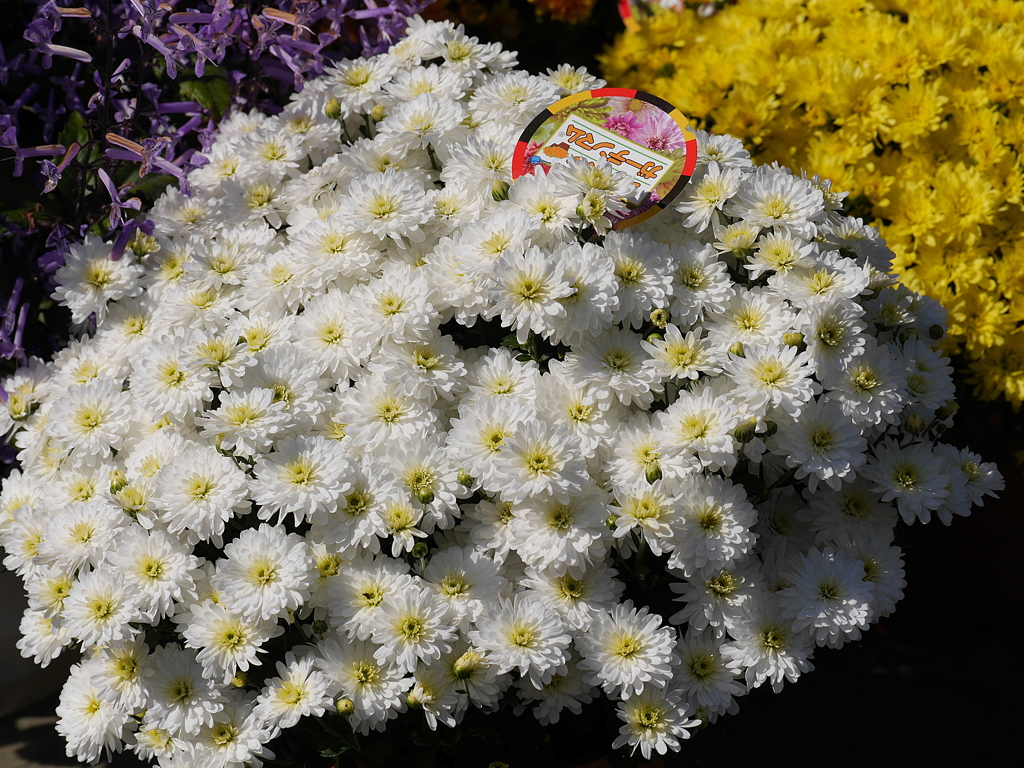 P1050457