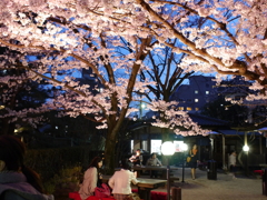 縮景園の夜桜
