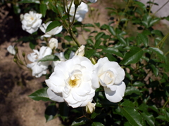 薔薇