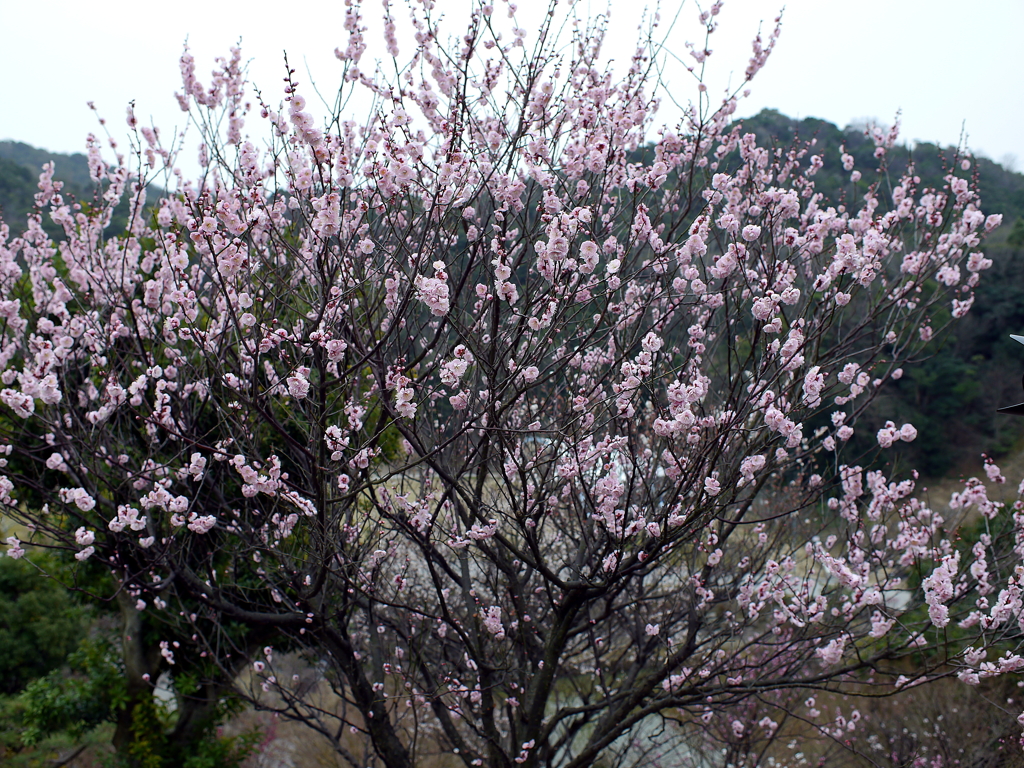 P1040822g