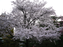 縮景園の夜