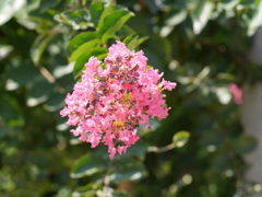 P1030155