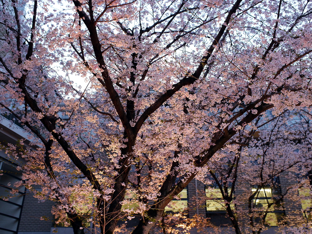 縮景園の桜