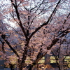 縮景園の桜