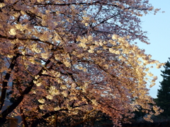 縮景園の桜