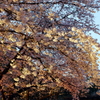 縮景園の桜