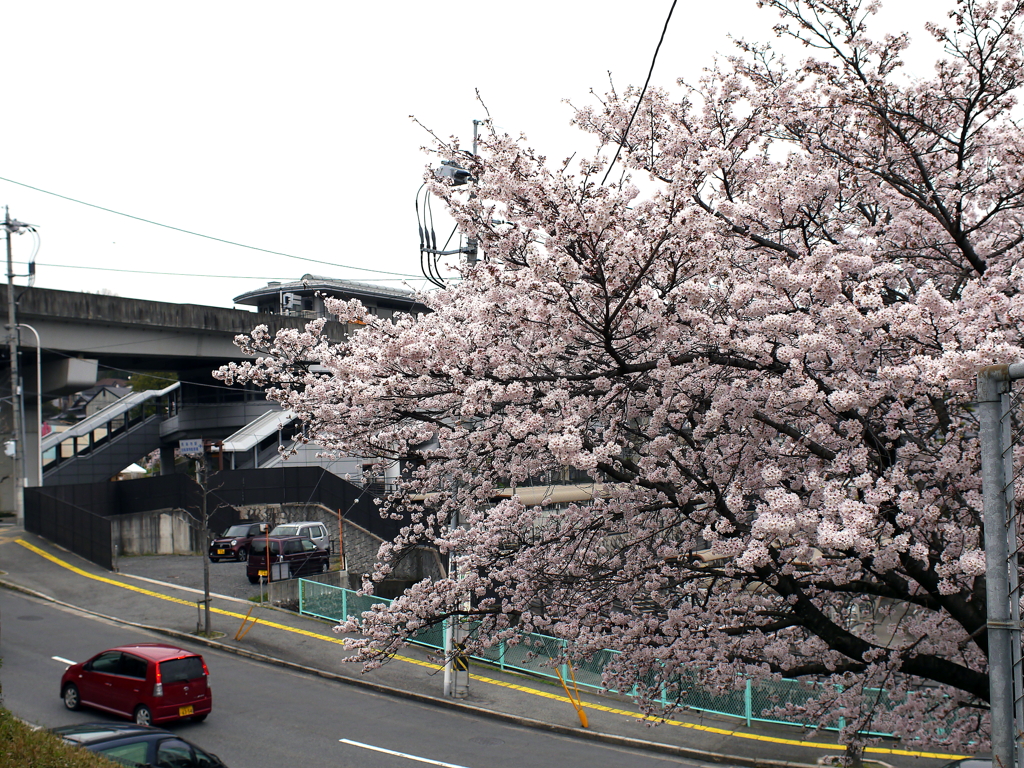 満開の桜