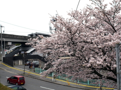 満開の桜