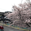満開の桜