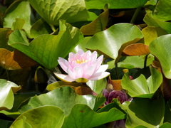 睡蓮
