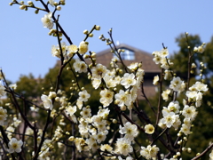 035_P1040707g