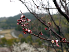 P1040894g