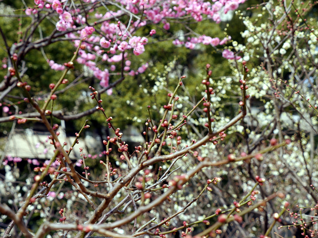 032_P1040704g