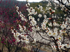 P1040901g