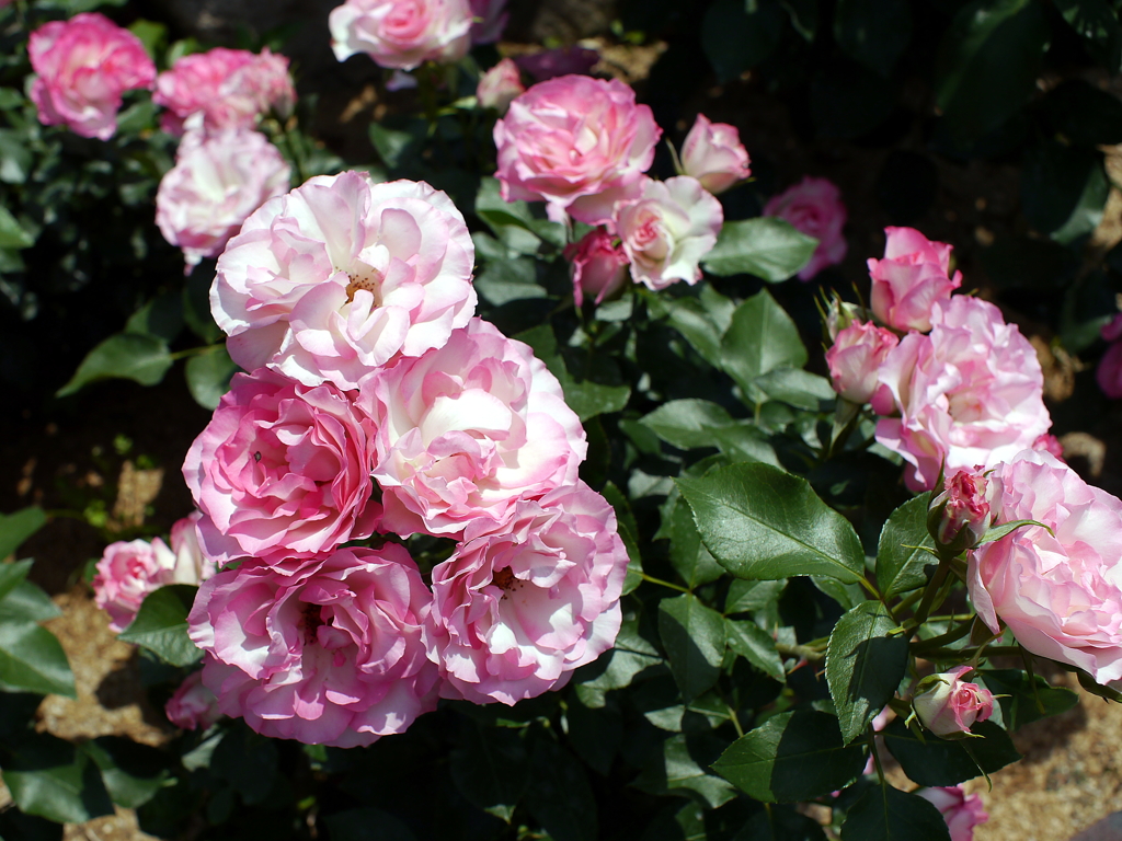 薔薇