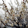 P1040998g
