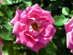 薔薇と蜜蜂