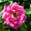 薔薇と蜜蜂