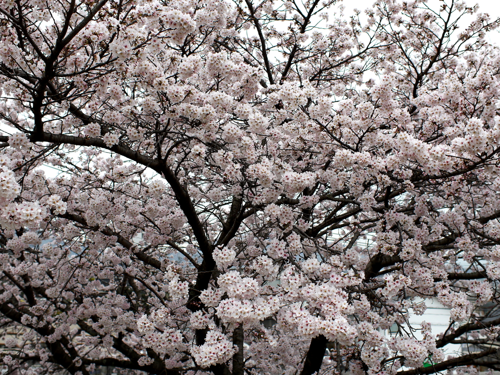満開の桜